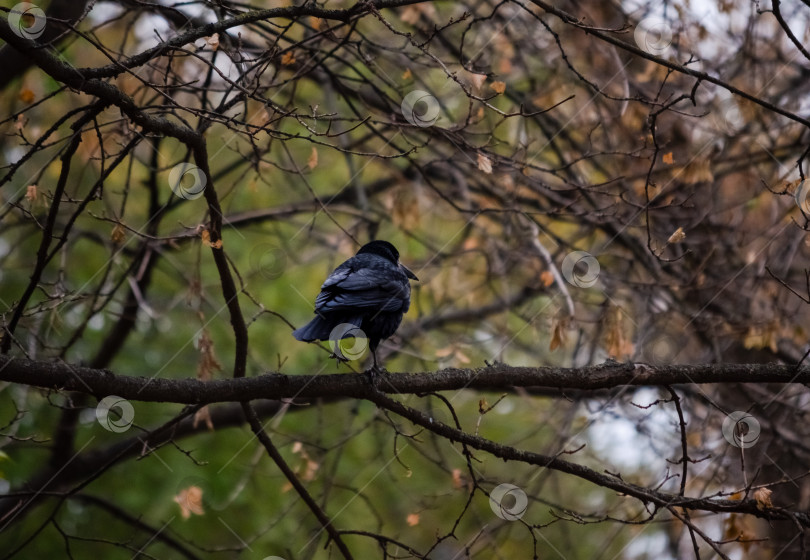 Скачать Черный грач сидит на ветке фотосток Ozero
