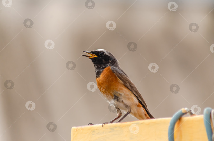 Скачать Крупный план  Горихвостки-чернушки (самец), сидящей на краю ярко-желтого металлического профиля фотосток Ozero