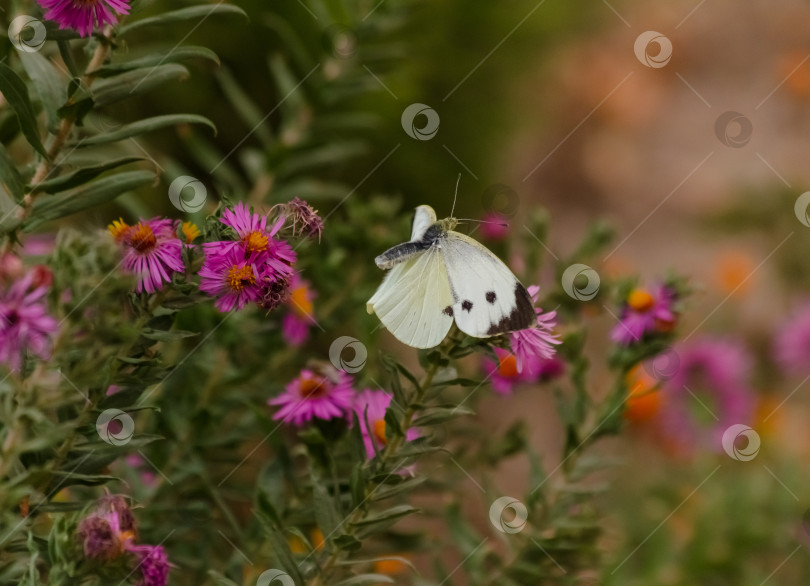 Скачать Белая бабочка над пурпурными цветами фотосток Ozero