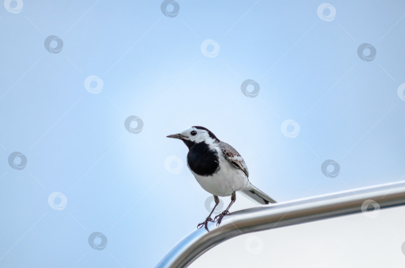 Скачать Маленькая белая трясогузка (Motacilla alba) сидит на блестящем металлическом поручне фотосток Ozero