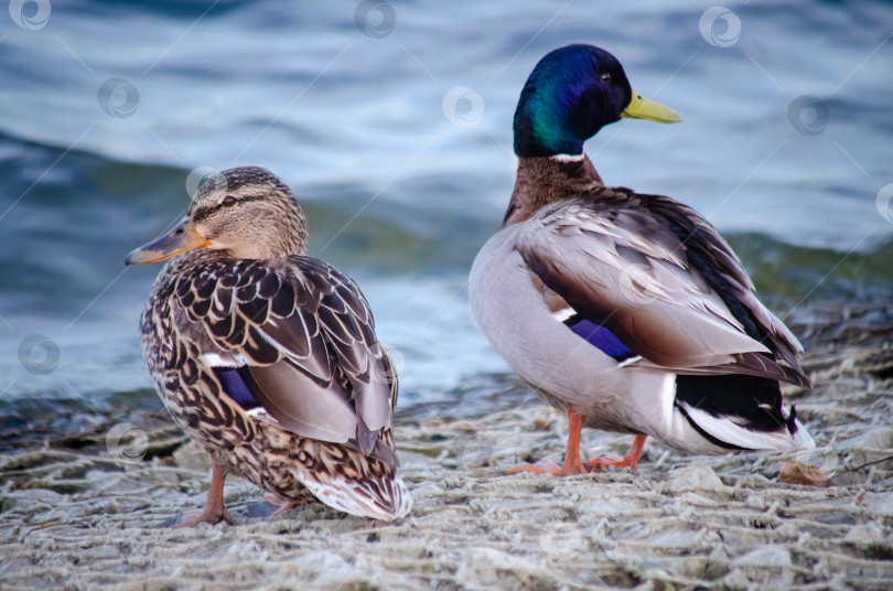 Скачать Самки и самец кряквы на берегу реки фотосток Ozero