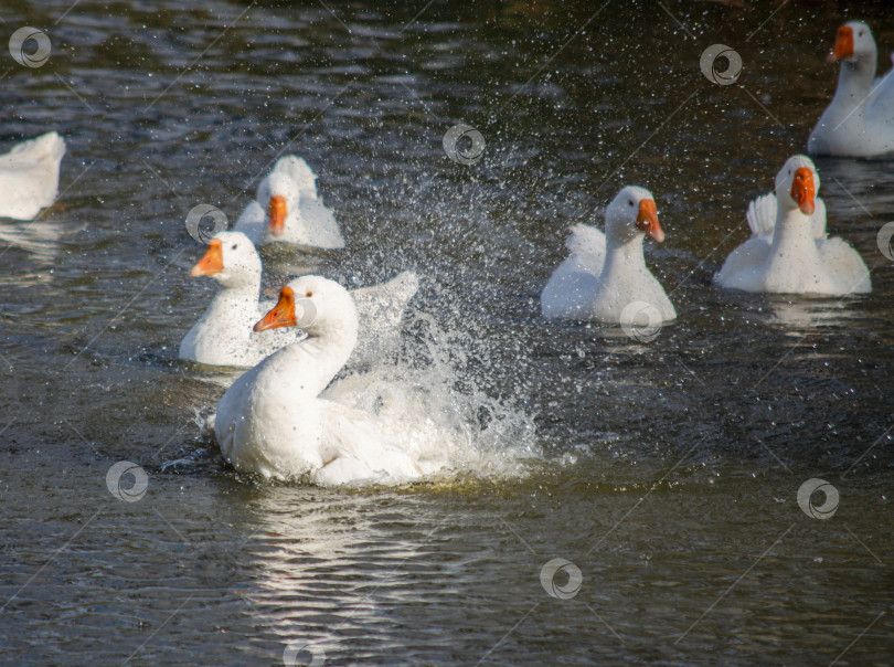 Скачать Белые гуси купаются в пруду, брызги воды фотосток Ozero