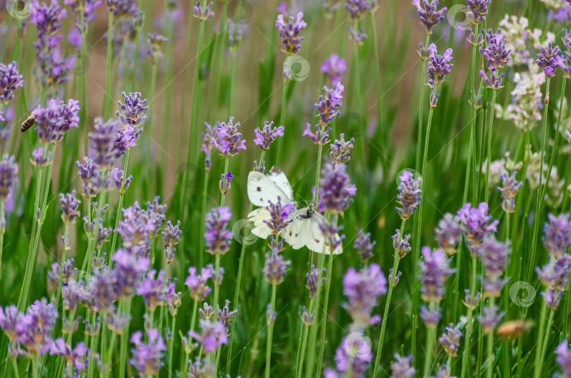 Скачать Крупный план нежных белых бабочек-капустниц, пьющих нектар из ярко-фиолетового цветка лаванды фотосток Ozero