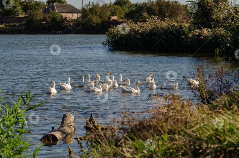 Скачать Стая белых гусей на пруду в сельской местности фотосток Ozero
