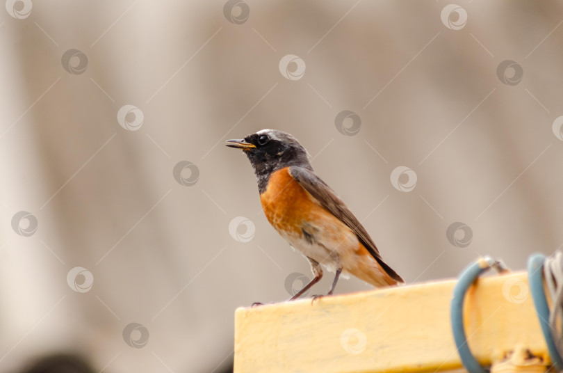 Скачать Крупный план Горихвостки-чернушки (самец), сидящей на краю ярко-желтого металлического профиля фотосток Ozero