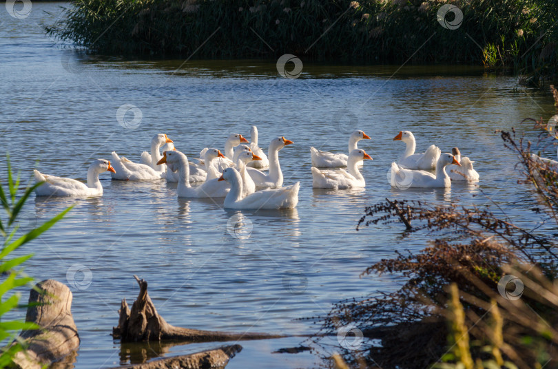 Скачать Стая белых гусей на пруду в сельской местности фотосток Ozero