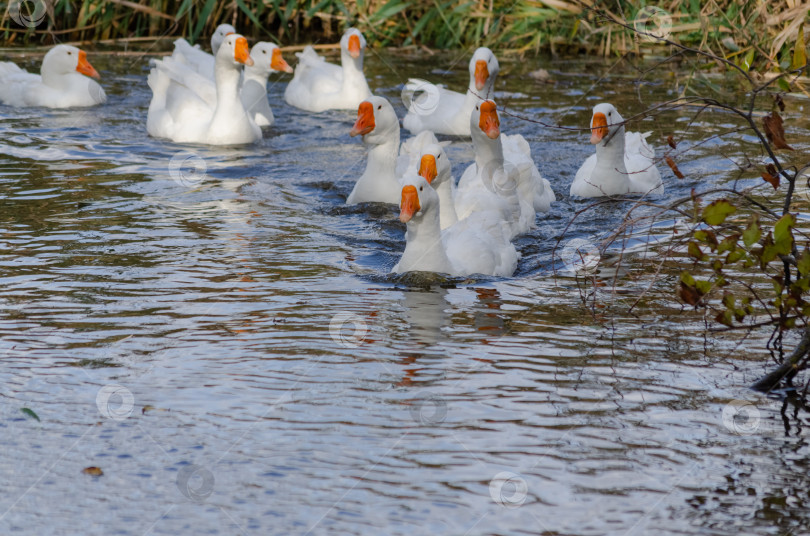 Скачать Стая домашних гусей на воде фотосток Ozero