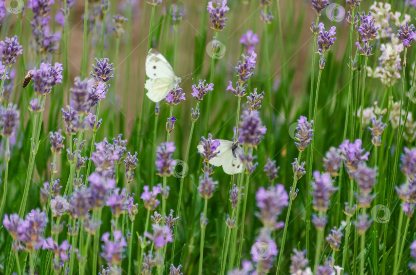 Скачать Крупный план нежных белых бабочек-капустниц, пьющих нектар из ярко-фиолетового цветка лаванды фотосток Ozero