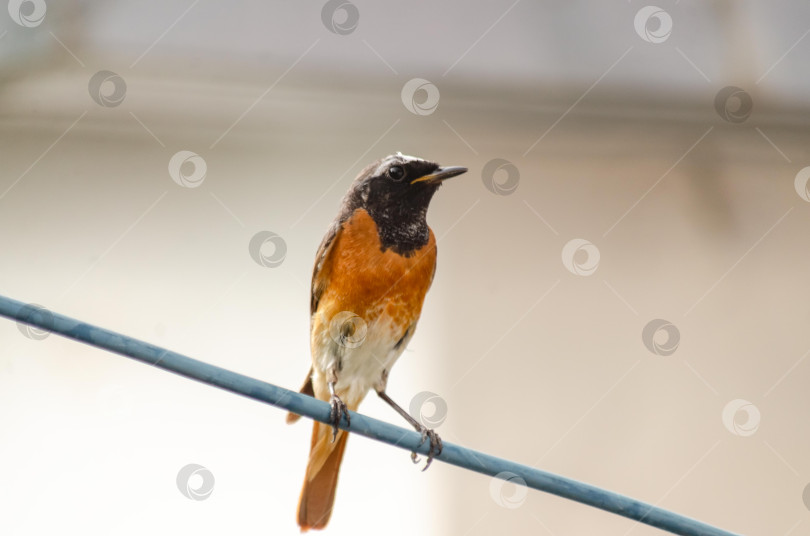 Скачать Самец горихвостки, сидящий на проводе фотосток Ozero