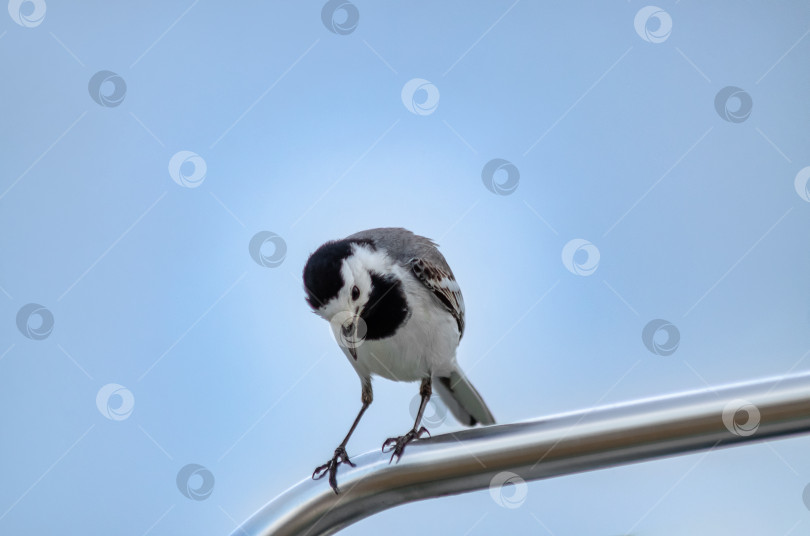 Скачать Маленькая белая трясогузка (Motacilla alba) сидит на блестящем металлическом поручне фотосток Ozero