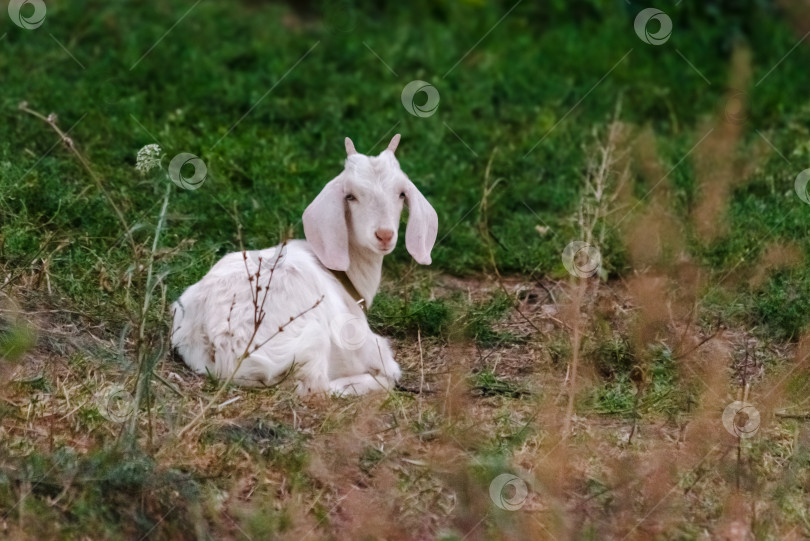 Скачать Белая коза лежит на траве фотосток Ozero