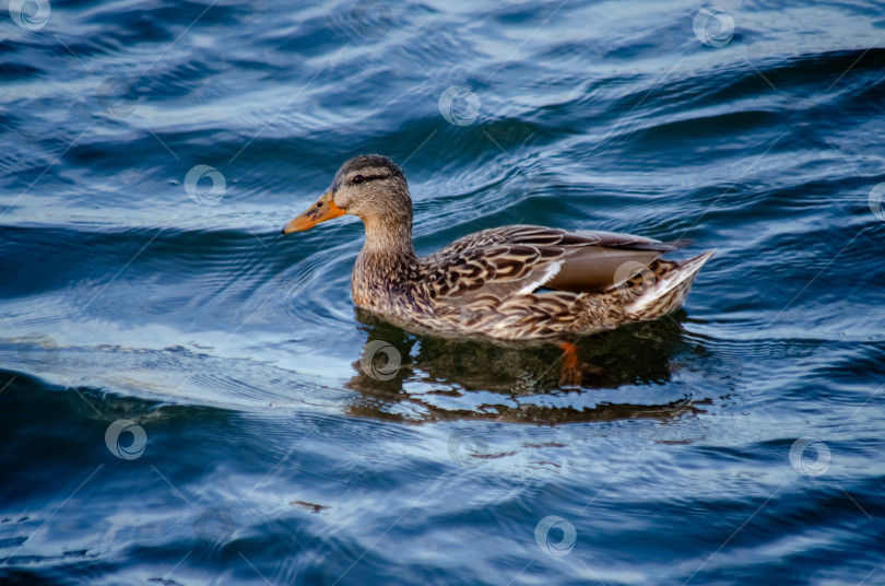 Скачать Утица-кряква (самка) плывет по воде фотосток Ozero