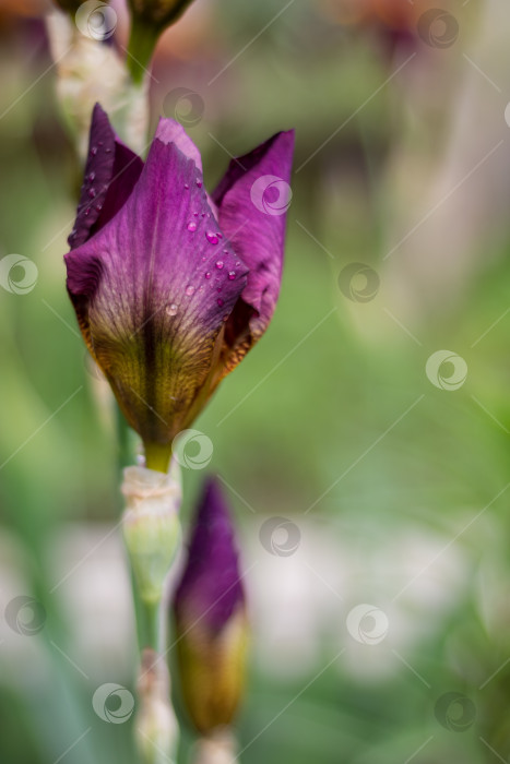 Скачать Яркая фотография пурпурного ириса с дождевыми каплями на лепестках фотосток Ozero