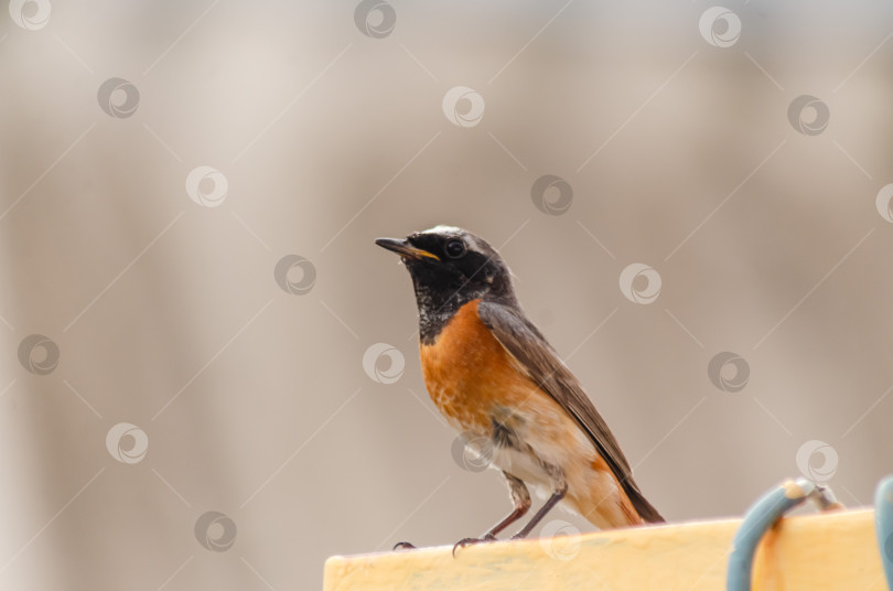 Скачать Крупный план  Горихвостки-чернушки (самец), сидящей на краю ярко-желтого металлического профиля фотосток Ozero