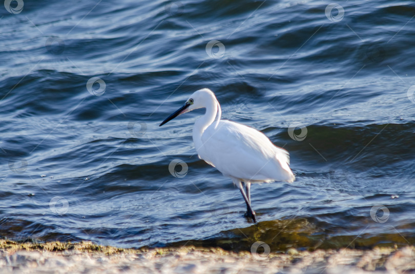 Скачать Белая цапля охотится на фоне глубоких синих волн фотосток Ozero