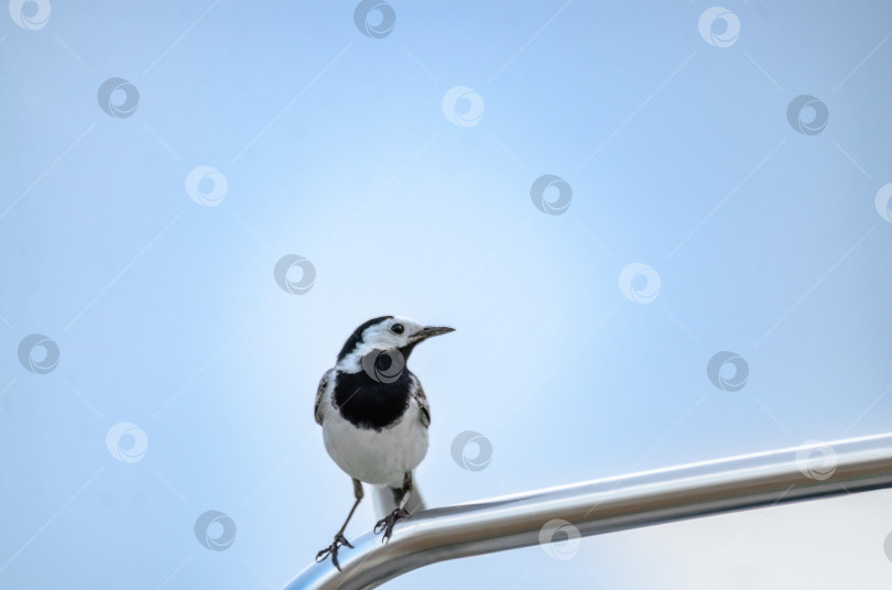 Скачать Маленкая белая треуголка (Motacilla alba) сидит на великолепном метал-лическом фоне фотосток Ozero