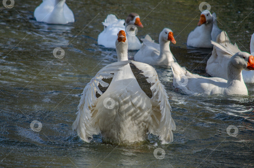 Скачать Гуси плавают в воде и машут крыльями фотосток Ozero