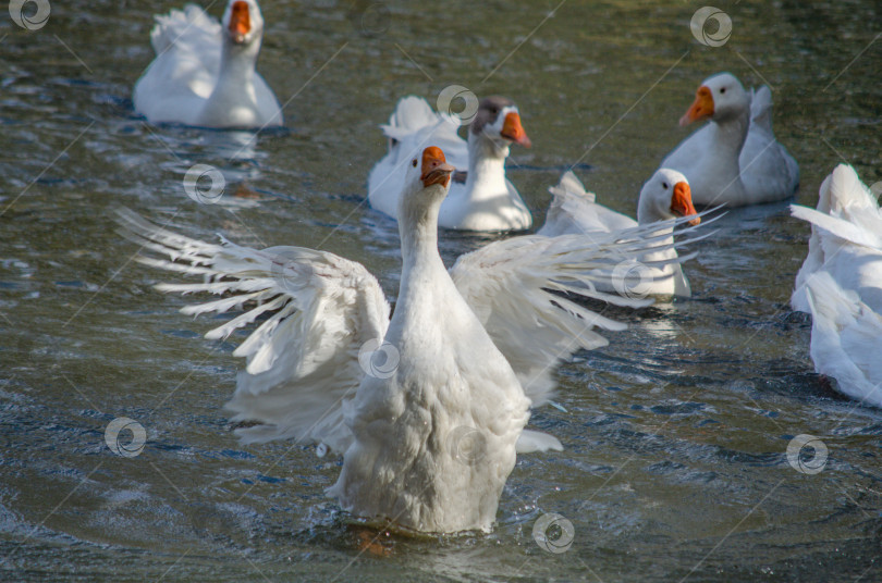 Скачать Гуси плавают в воде и машут крыльями фотосток Ozero