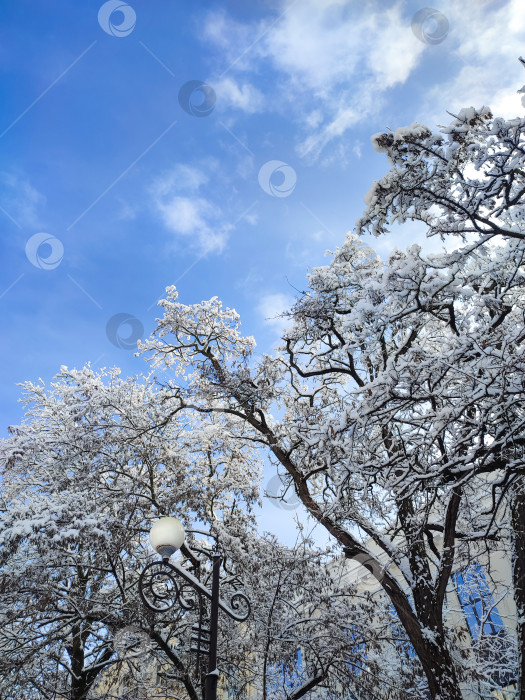 Скачать Заснеженные кроны деревьев на фоне голубого неба фотосток Ozero
