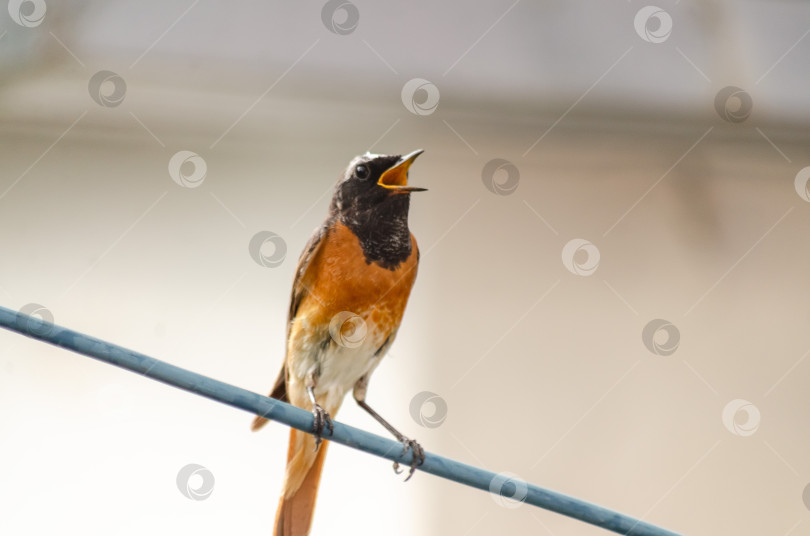 Скачать Самец горихвостки, сидящий на проводе фотосток Ozero