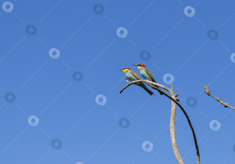 Скачать Две щурки на сухой ветке на фоне голубого неба фотосток Ozero