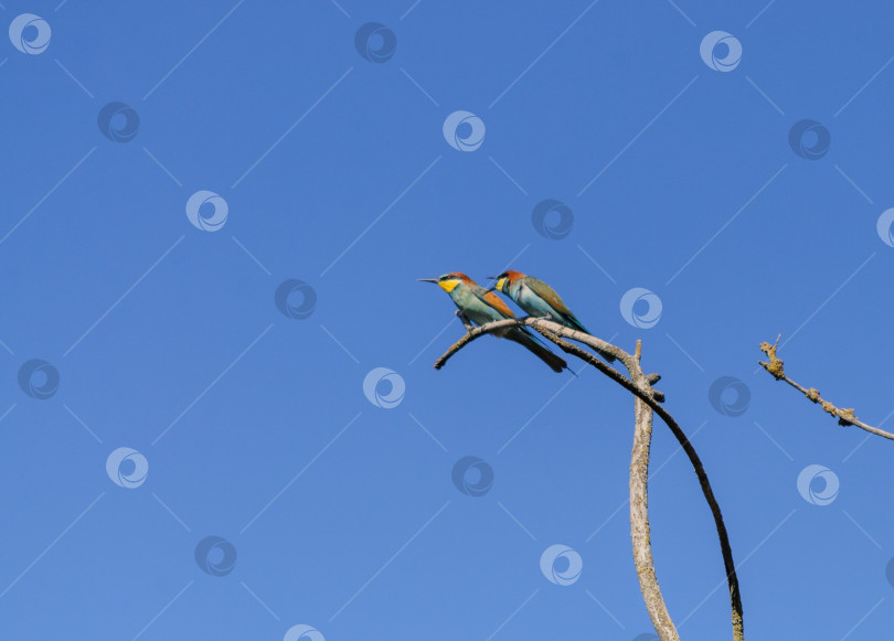 Скачать Две щурки на сухой ветке на фоне голубого неба фотосток Ozero