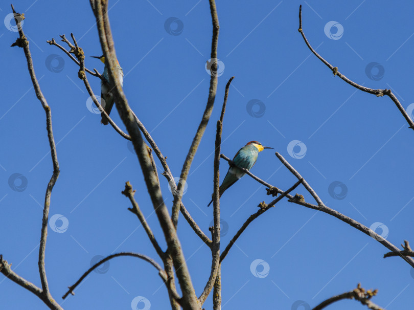 Скачать Птицы щурки пчелоедки на ветке под голубым небом фотосток Ozero