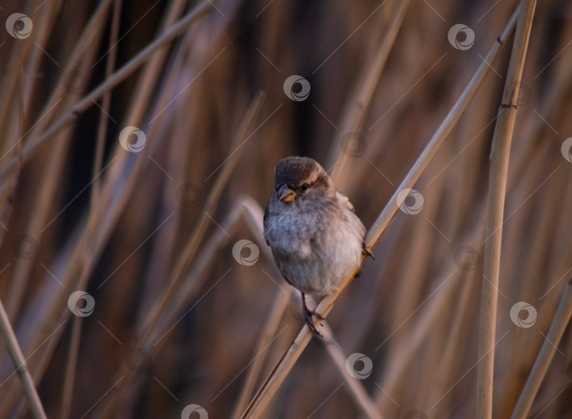 Скачать Воробей на сухих стеблях камыша фотосток Ozero