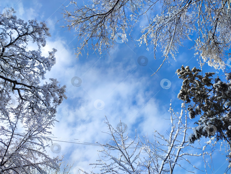 Скачать Заснеженные кроны деревьев на фоне голубого неба фотосток Ozero