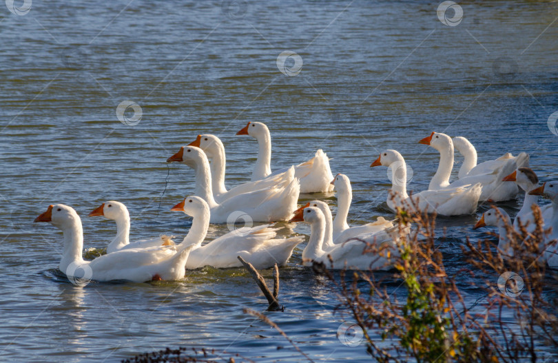 Скачать Стая белых гусей на пруду в сельской местности фотосток Ozero