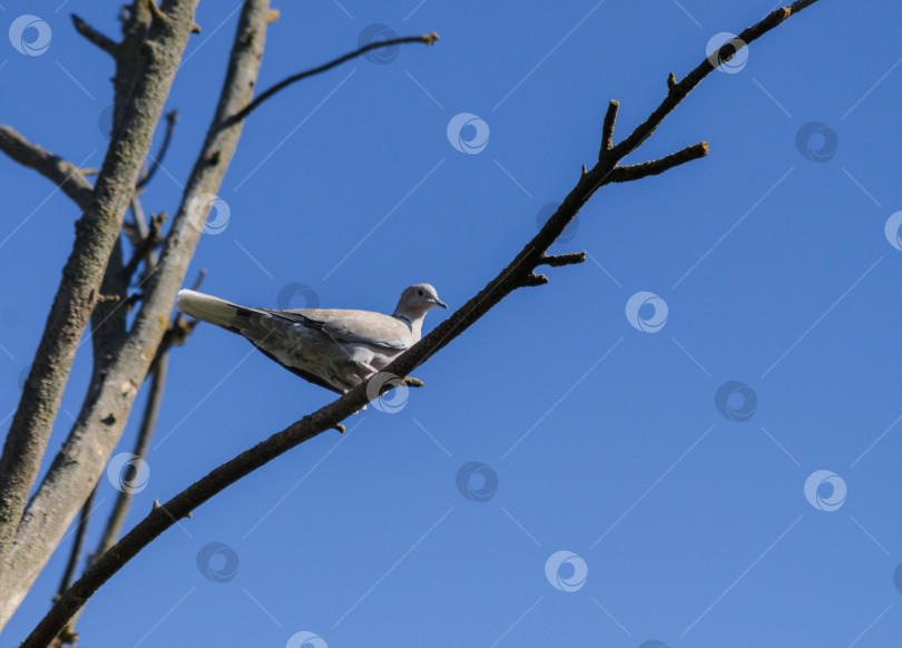 Скачать Горлица на ветке на фоне ярко-голубого неба фотосток Ozero