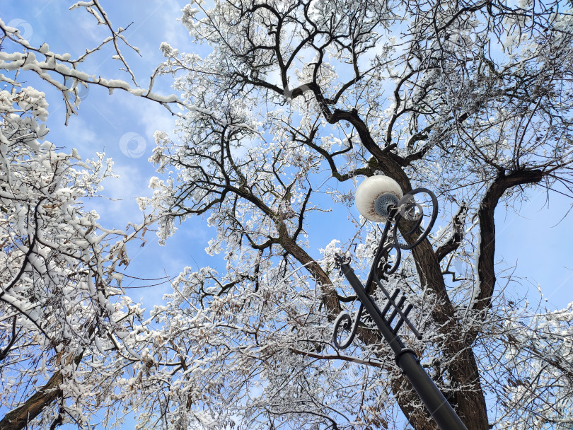 Скачать Заснеженные кроны деревьев на фоне голубого неба фотосток Ozero