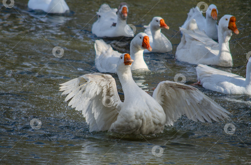 Скачать Гуси плавают в воде и машут крыльями фотосток Ozero