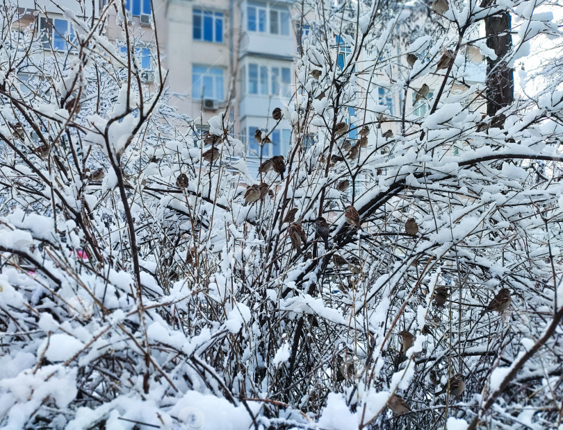 Скачать Воробьи прячутся в заснеженном кустарнике на фоне городского пейзажа фотосток Ozero