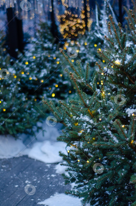 Скачать Зимняя сказка: Еловая ветка с огнями боке на фоне сумерек фотосток Ozero