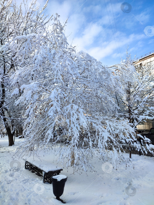 Скачать Заснеженные кроны деревьев на фоне голубого неба фотосток Ozero