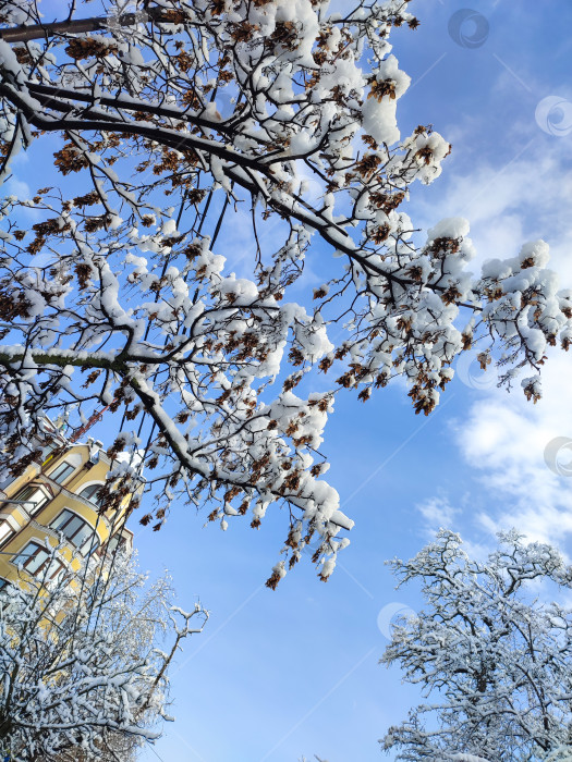 Скачать Заснеженные кроны деревьев на фоне голубого неба фотосток Ozero