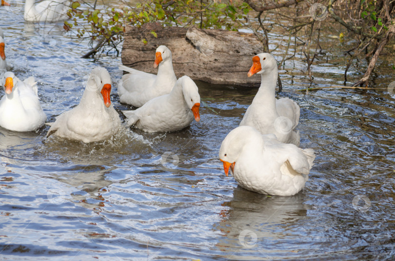 Скачать Белые гуси купаются в пруду, брызги воды фотосток Ozero