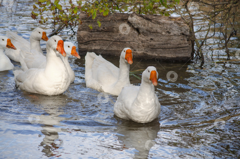 Скачать Стая домашних гусей на воде фотосток Ozero