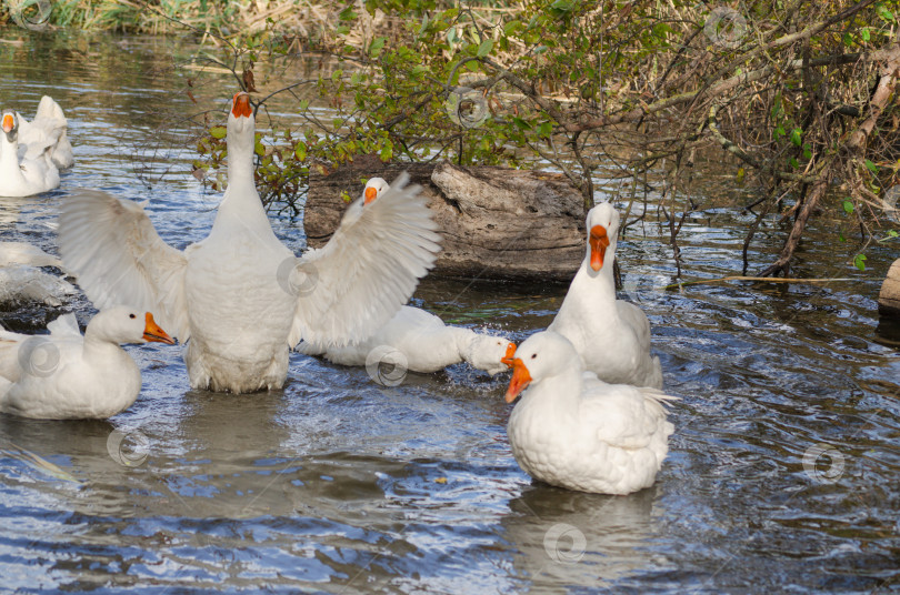 Скачать Гуси плавают в воде и машут крыльями фотосток Ozero