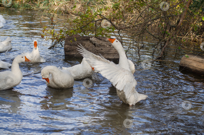 Скачать Гуси плавают в воде и машут крыльями фотосток Ozero