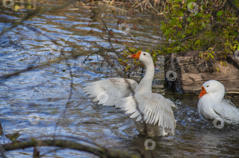 Скачать Гуси плавают в воде и машут крыльями фотосток Ozero