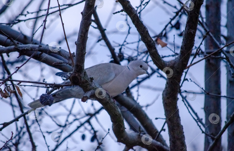 Скачать Горлица на ветке дерева зимой фотосток Ozero