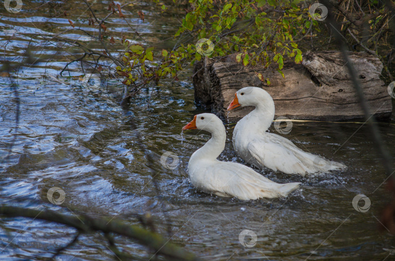 Скачать Белые гуси купаются в пруду, брызги воды фотосток Ozero