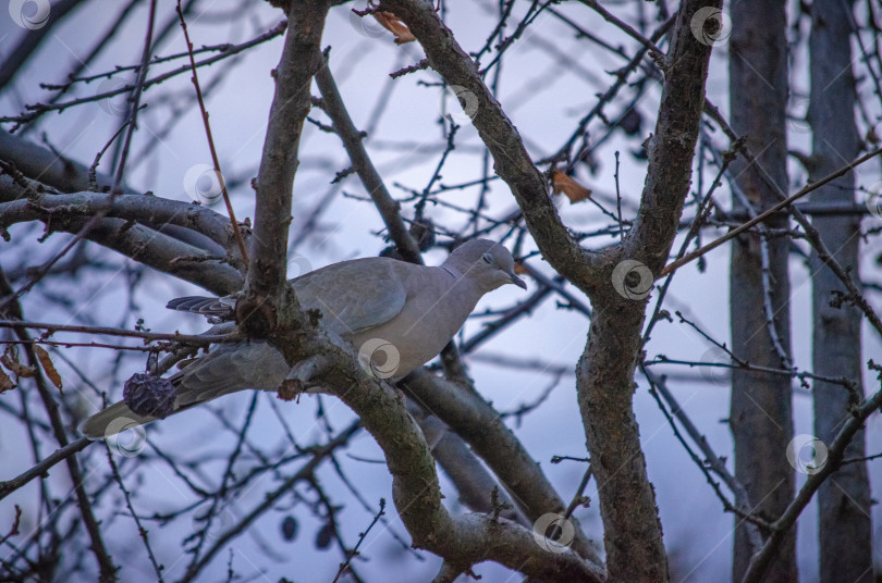 Скачать Горлица на ветке дерева зимой фотосток Ozero