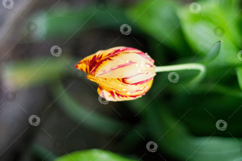 Скачать Макро снимок ярко-розово-жёлтого тюльпана с каплями дождя на лепестках фотосток Ozero