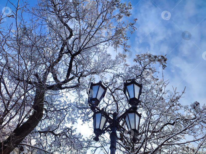 Скачать Заснеженные кроны деревьев на фоне голубого неба и фонарь фотосток Ozero