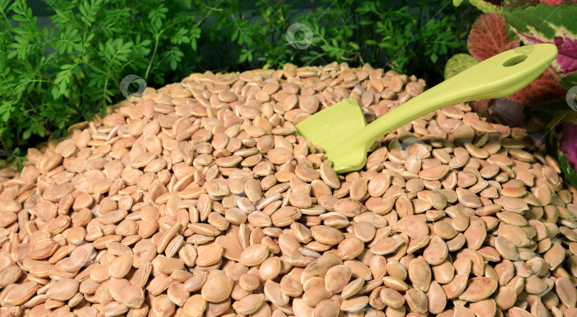 Скачать Горка тыквенных семечек. Здоровое питание.  фотосток Ozero