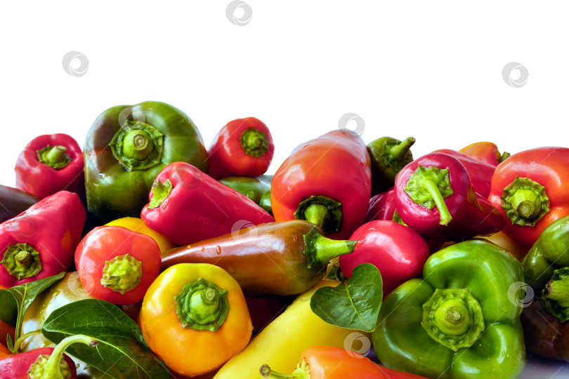 Скачать Красный, зеленый и желтый свежий болгарский перец на изолированном белом фоне. фотосток Ozero