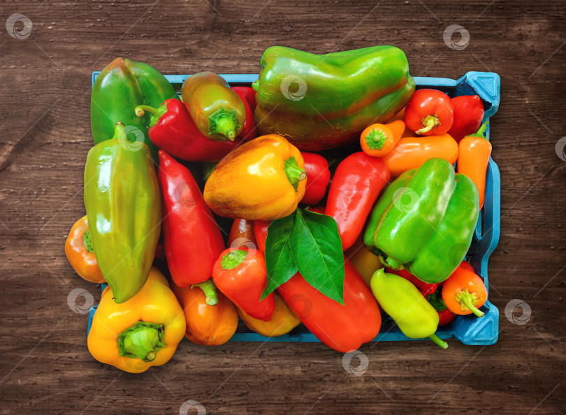 Скачать Собрала в коробку красный, зеленый и желтый болгарский перец.  фотосток Ozero
